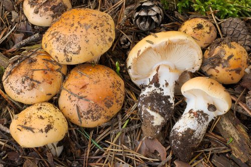 Cortinarius turmalis 