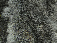 Lecanora gangaleoides