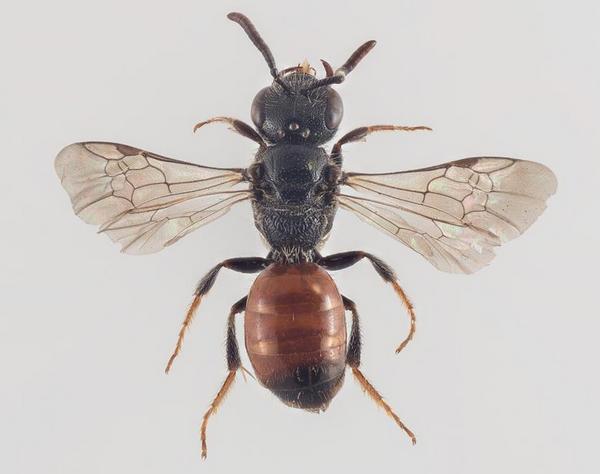 Sphecodes geoffrellus