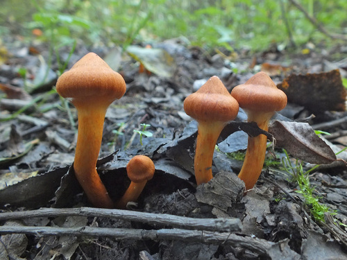 Cortinarius uliginosus