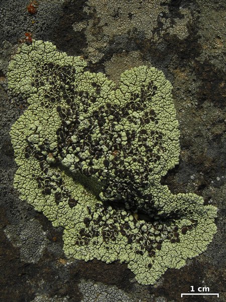 Lecanora argopholis 