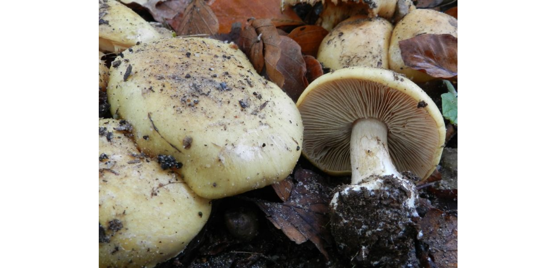 Cortinarius allutus