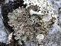 Cladonia pocillum