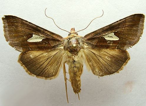 Autographa bractea