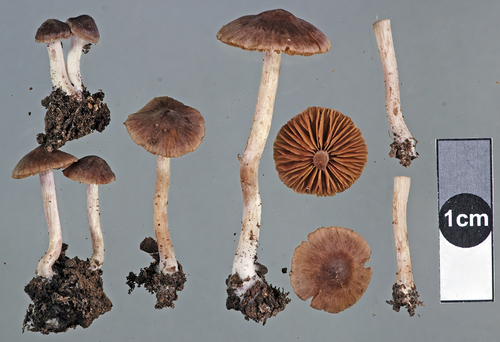 Cortinarius saturninus