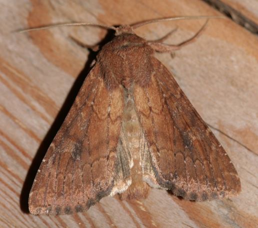 ����� ����� ��������