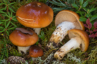 Cortinarius mucosus