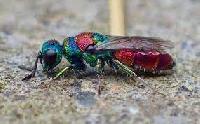 Chrysis illigeri 