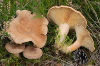 Lactarius helvus 