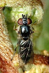 Platycheirus barkalovi 