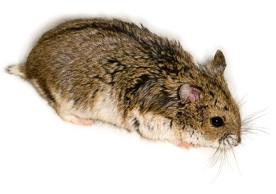 ������� ���������