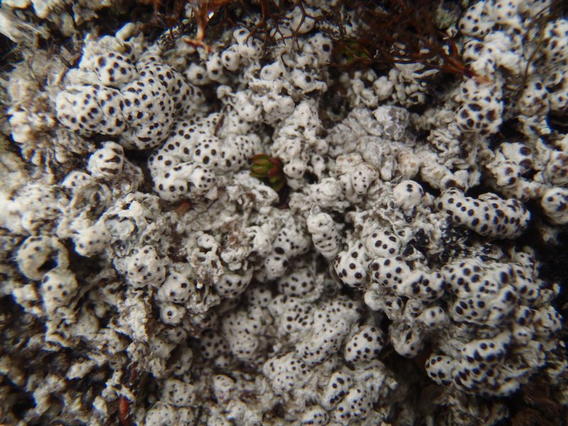 Pertusaria coriacea 