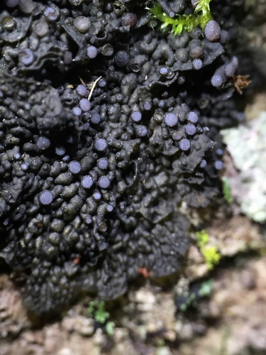 Collema pulchellum 