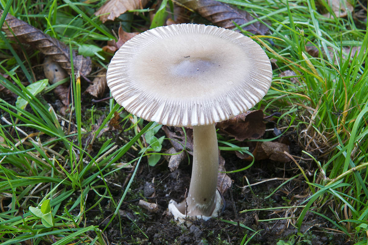 Amanita battarrae