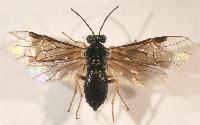 Heterarthrus ochropoda 