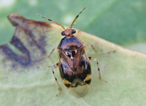 Deraeocoris (Camptobrochis) punctulatus 