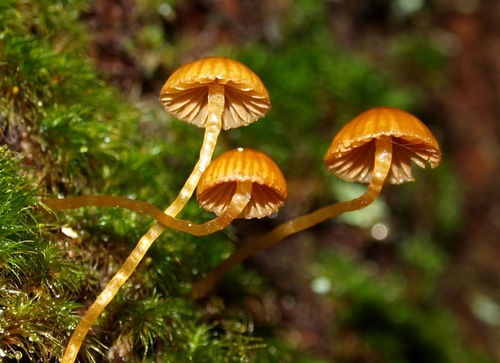 Galerina hypnorum