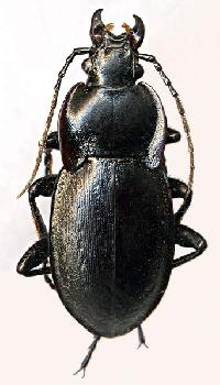 Carabus vladimirskyi 