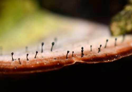 Phaeocalicium polyporaeum 