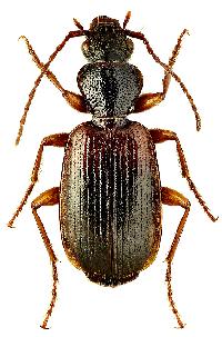 Cymindis (Tarulus) vaporariorum