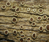 Lecanora subrugosa