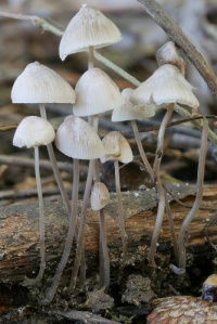 Mycena filopes