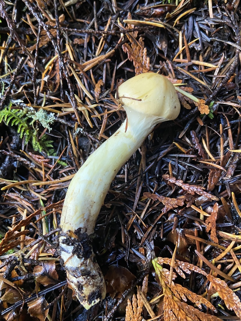 Pholiota flavida