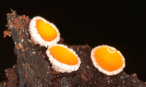 Lachnellula calyciformis 