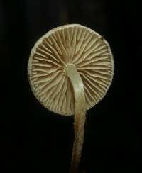 Pholiota scamba