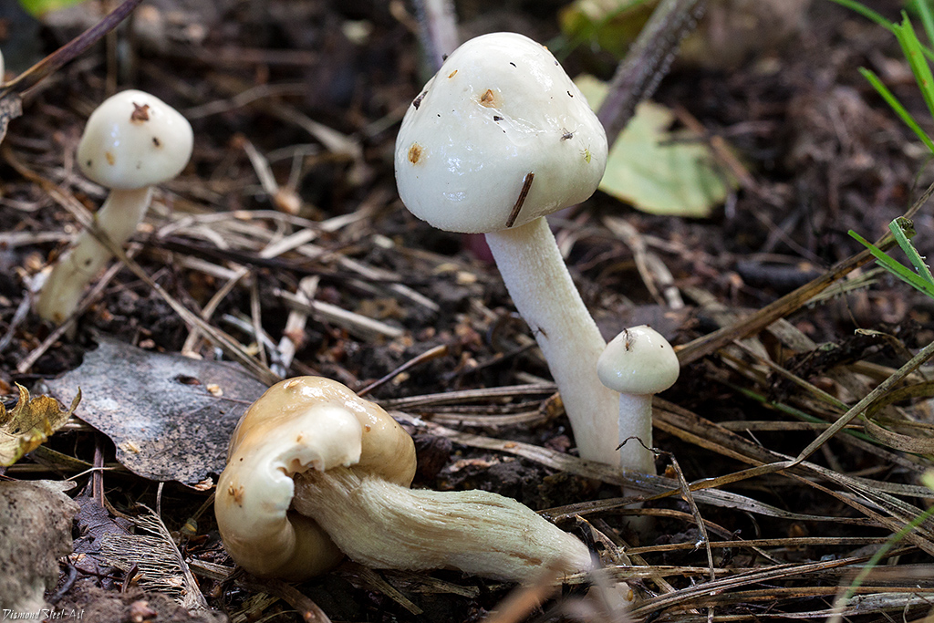 Hygrophorus hedrychii