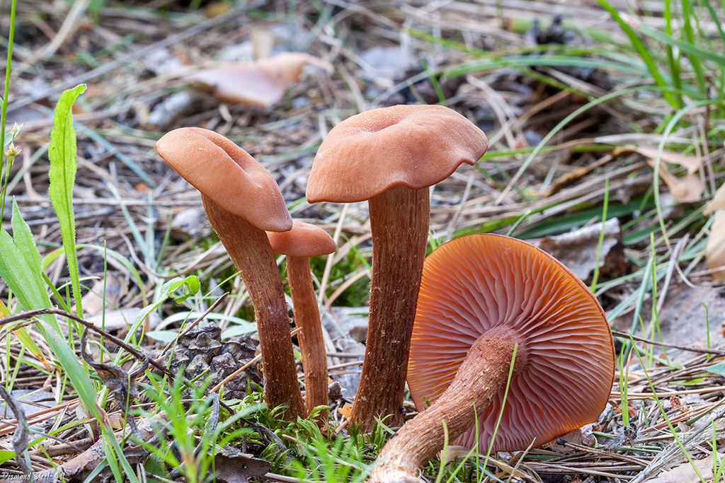 Laccaria bicolor