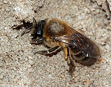 Colletes cunicularius 