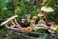 Hypholoma capnoides