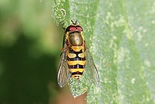 Syrphus vitripennis