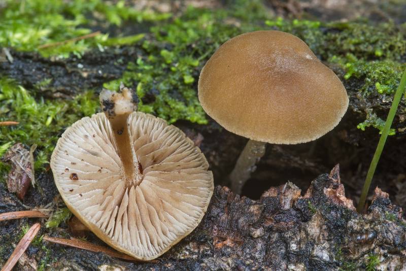 Simocybe sumptuosa