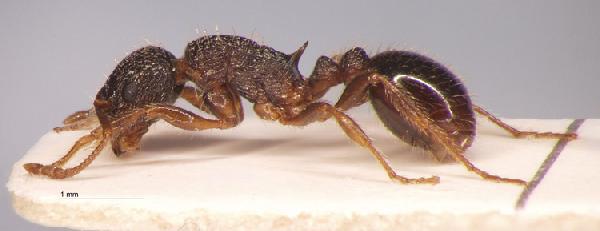 Myrmica forcipata 