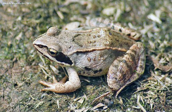 ����������� �������