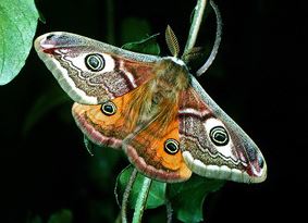 �������� ���� ����� ������