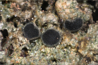 Trapeliopsis gelatinosa