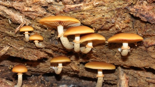 Galerina marginata 