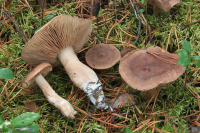 Tricholoma imbricatum