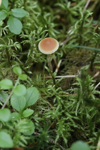 Hypholoma polytrichi 