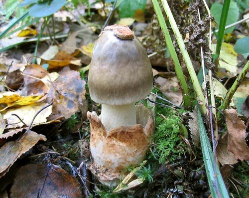 Amanita vaginata