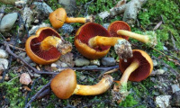 Cortinarius sebaceus