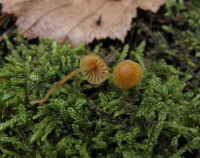 Galerina calyptrata