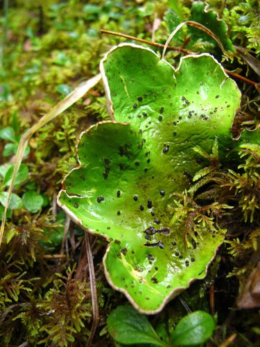 Peltigera aphthosa 