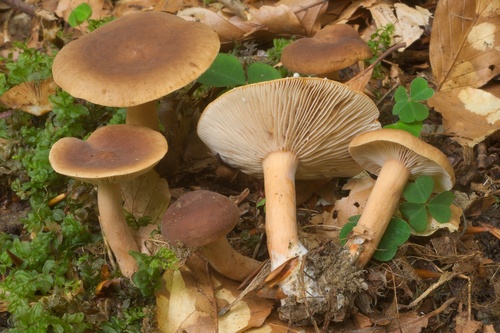 Lactarius subdulcis 