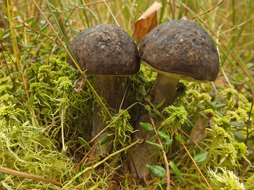 Leccinum melaneum