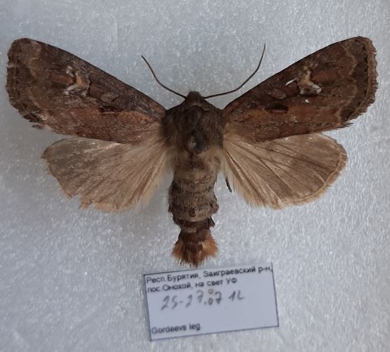 Resapamea vulpecula (= hedeni)