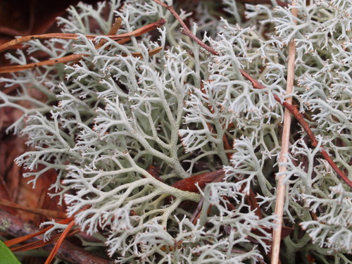 Cladonia rangiferina 